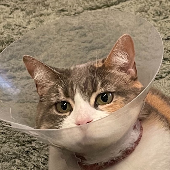 Meet your Posher, Rylie - Picture 1 of 1